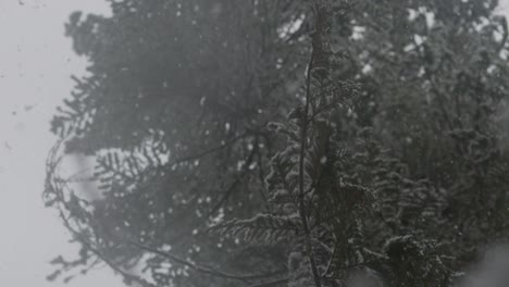 120fps-slow-motion-low-angle-footage-of-snow-flakes-falling-through-branches-towards-the-camera-in-a-winter-forest