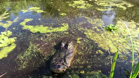 Alligator-Nahaufnahmekamera-Fährt-Weg,-Während-Gator-Zurück-Ins-Wasser-Gleitet