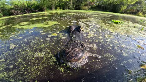 alligator-hiding-in-swamp-closeup-wide-angle-super-slomo-blink
