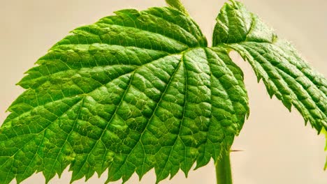 Close-up-footage-of-the-Raspberry-plant-leaf