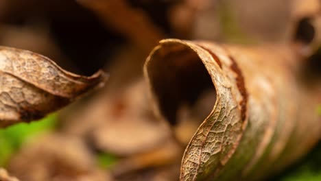 Woodland-scene,-close-up-macro-footage-of-the-leaf-covered-forest-floor