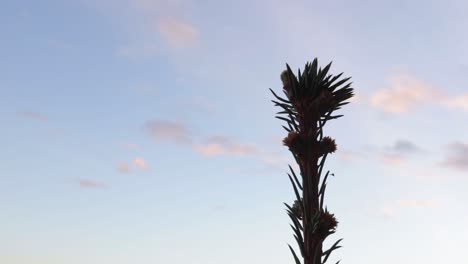 Time-lapse-of-a-blue,-cloudy-sky,-at-dusk-with-the-top-of-a-fir-tree-in-the-foreground
