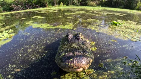 Alligator-Jagt-Kamera-Am-Gewässerrand,-Slomo-Unheimlich