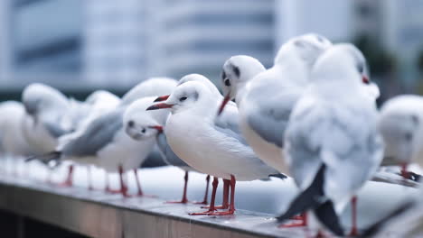 A-large-group-of-white-seagulls-resting-on-a-fence