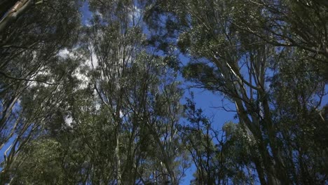Hoher-Australischer-Buschwald,-Gummibäume,-Blauer-Himmel