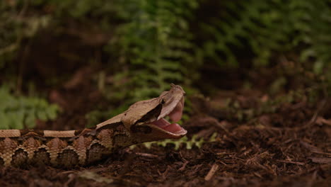 Gaboon-Viper-shakes-fangs---side-profile-in-natural-environment
