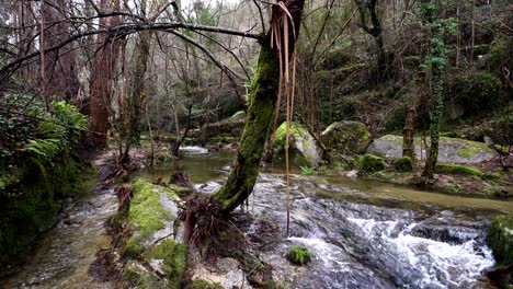 Ruhiger-Brüllfluss-Inmitten-Des-Waldes-Barrias-Felgueiras