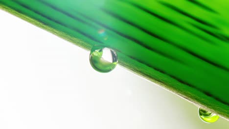 Water-or-tree-sap-hanging-from-the-underside-of-a-tropical-green-leaf