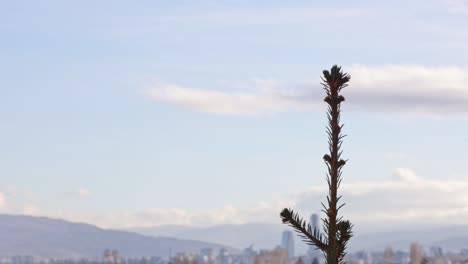 Time-lapse-of-a-blue,-cloudy-sky-with-the-top-of-a-fir-tree-in-the-foreground-and-Sofia-city-defocused-in-the-background