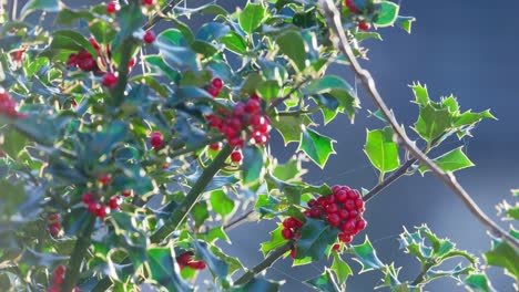 Backlight-Winterszene-Mit-Leuchtend-Roten-Stechpalmenbeeren-Und-Leuchtend-Grünen-Blättern