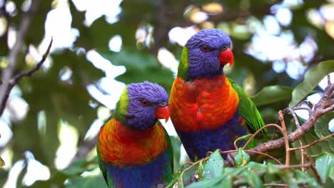 Close-up-shot-of-two-beautiful-vibrant-rainbow-lorikeets,-trichoglossus-moluccanus-perching-on-the-tree-in-its-natural-habitat,-wondering-around-the-surroundings,-and-one-spread-its-wings-and-fly-away