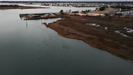 An-aerial-view-of-a-large-flock-of-birds-in-the-salt-marsh-off-the-south-shore-of-Long-Island,-NY-on-a-cloudy-day