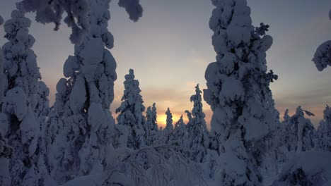 Drone-Flys-Through-Small-Gap-in-Snow-Covered-Trees-Towards-Sunset-in-Lapland,-Finland,-Arctic-Circle