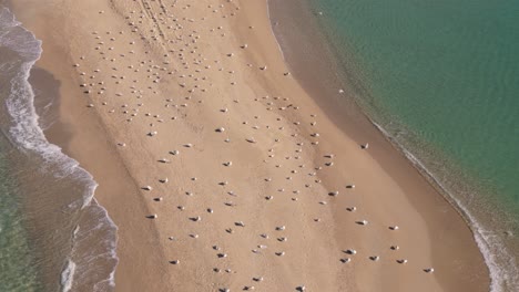 Gaviotas-Descansando-En-La-Playa-En-Un-Día-Soleado