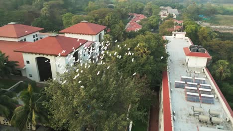 storks-are-flying-from-the-tree-closeup-view-bird-eye-view