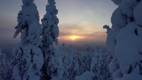 Drone-Flys-In-Between-Snow-Covered-Tree-Tops,-Revealing-Sunset-Over-Vast-Snowy-Forest-in-Lapland,-Finland,-Arctic-Circle