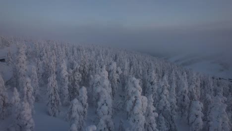 Un-Dron-Vuela-Sobre-Un-Espeso-Bosque-Cubierto-De-Nieve-En-Laponia,-Finlandia-Y-El-Círculo-Polar-ártico.