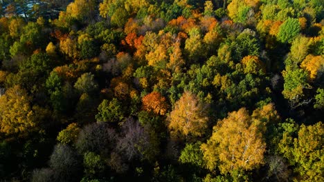 Drohnenaufnahme-Eines-Eichenwaldparks-An-Einem-Sonnigen-Herbsttag-In-Der-Litauischen-Stadt-Kaunas
