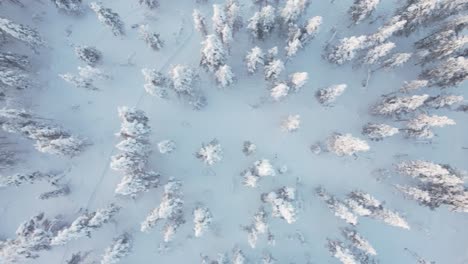 Vista-Aérea-De-Drones-Hacia-Abajo-De-Las-Copas-De-Los-árboles-Nevados-En-Laponia,-Finlandia,-Círculo-Polar-ártico