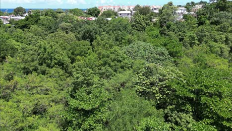 Flying-from-vegetation-and-revealing-a-town-in-Dominican-Republic
