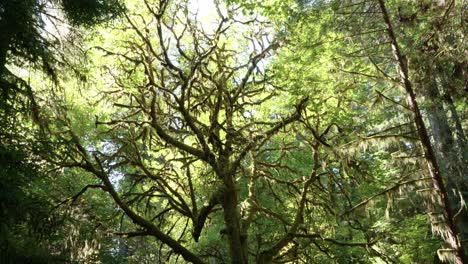 Viejo-árbol-En-El-Bosque-De-Secuoyas
