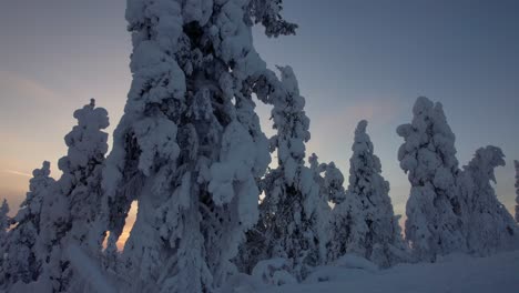 Un-Dron-Navega-Por-Un-Bosque-Nevado-En-Laponia,-Finlandia-Y-El-Círculo-Polar-ártico.