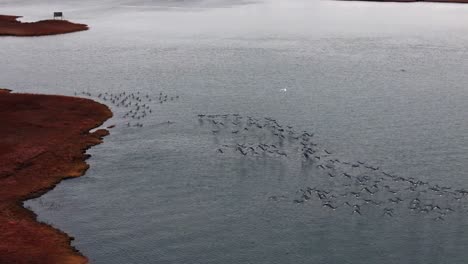 An-aerial-view-of-a-large-flock-of-birds-in-the-salt-marsh-off-the-south-shores-of-Long-Island,-NY-on-a-cloudy-day