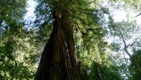 Timelapse-in-Redwood-forest,-looking-up-at-trees
