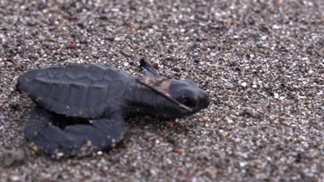 Nahaufnahme-Einer-Meeresschildkröte,-Die-Im-Sand-Zum-Meer-Kriecht