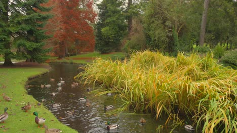 Public-park-area-of-National-Botanic-Gardens-with-ducks-on-water-with-greenery-at-background-in-Dublin,-Ireland