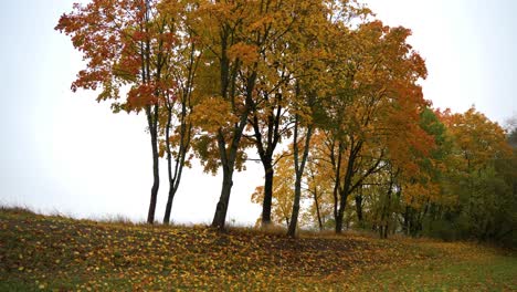 Aufnahme-Herbstlich-Gefärbter-Bäume-Im-Park-Vor-Bewölktem-Himmel-An-Einem-Nebligen-Sonnenaufgang-Am-Herbstmorgen