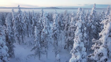 Drohne-Fliegt-Dicht-über-Schneebedeckten-Baumwipfeln-In-Lappland,-Finnland,-Am-Polarkreis