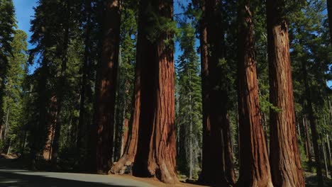 Parque-Nacional-Sequoia-Con-árboles-Gigantes-En-El-Bosque-De-Secoyas-De-California