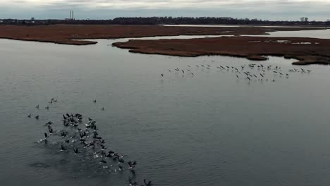 A-high-angle,-aerial-view-of-a-flock-of-birds-taking-off-from-a-salt-marsh-in-slow-motion