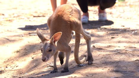 Close-up-shot-capturing-a-frightened-little-joey-kangaroo-shivering-and-slowly-hopping-away-surrounded-by-people-in-the-wildlife-sanctuary-animal-encounter
