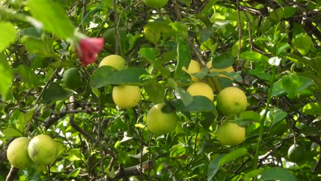 Lemon-fruit----green-leaf-