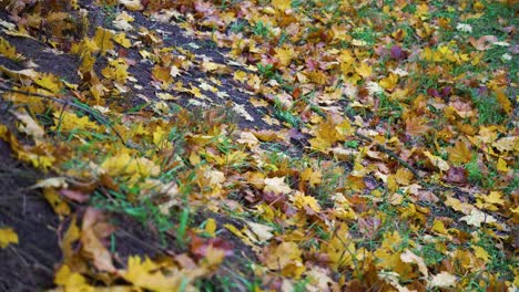Shot-of-yellow-leaves-on-ground-in-fall-park