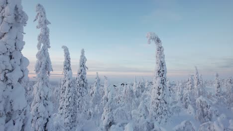 Surround-Drone-Shot-of-Snowy-Tree-landscape-in-Lapland,-Finland,-Arctic-Circle