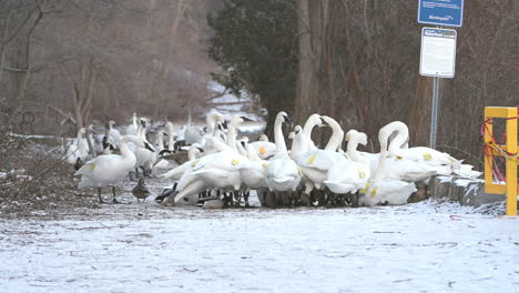 Swans-gather-in-snow-covered-park,-some-tagged-for-tracking,-with-bare-trees-and-signage-in-background