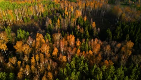 Aerial-shot-of-dense,-vibrant-and-colorful-autumn-forest-at-sunset,-Belgium,-zoom-out