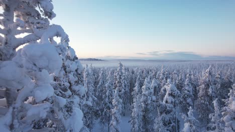 El-Dron-Desciende-De-Cerca-Entre-árboles-Cubiertos-De-Nieve-En-Laponia,-Finlandia-Y-El-Círculo-Polar-ártico.