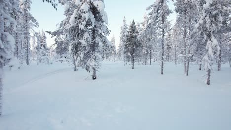 Drone-Flys-Closely-Between-Trees,-Passing-A-Girl-Walking-In-Winter-Wonderland-In-Lapland,-Finland,-Arctic-Circle