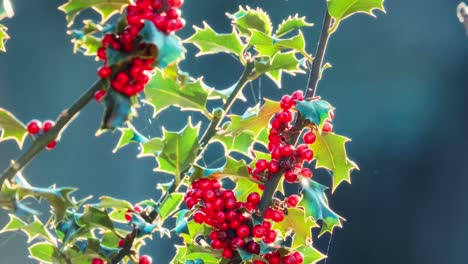 Back-lite-winter-scene-showing-bright-red-Holly-berries-and-glowing-green-leaves