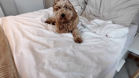Fluffy-Australian-labradoodle-on-the-bed-relaxing