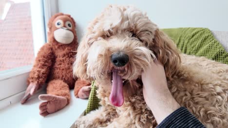 Fluffy-Australian-labradoodle-being-petted-with-toy-in-the-background