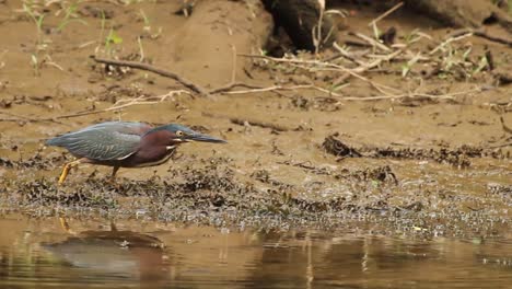 Green-heron-catching-fish-and-eating-it