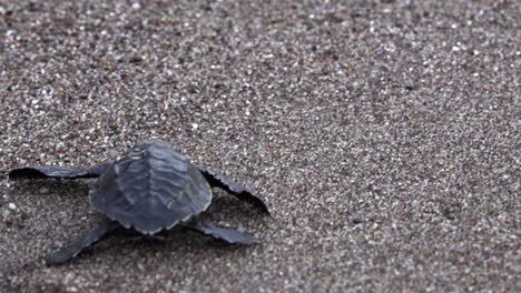 Baby-marine-turtle-starts-crawling-to-the-ocean