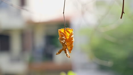 Dried-Yellow-Leaf-Hanging-on-Branch
