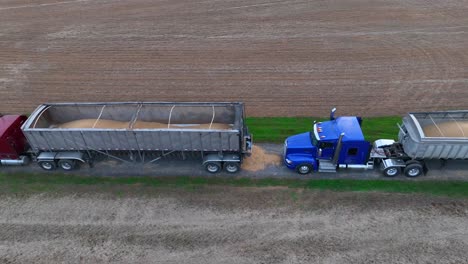 Red-and-blue-semi-trucks-with-grain-trailers