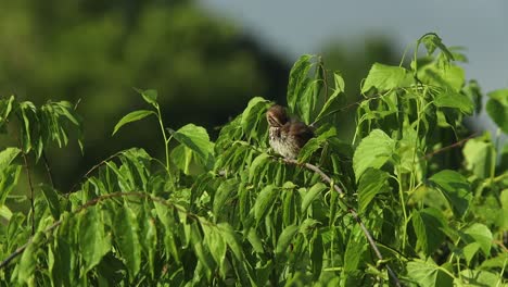 Un-Pájaro-Posado-En-Un-árbol,-Cantando-Y-Acicalándose-Las-Plumas-Temprano-En-La-Mañana